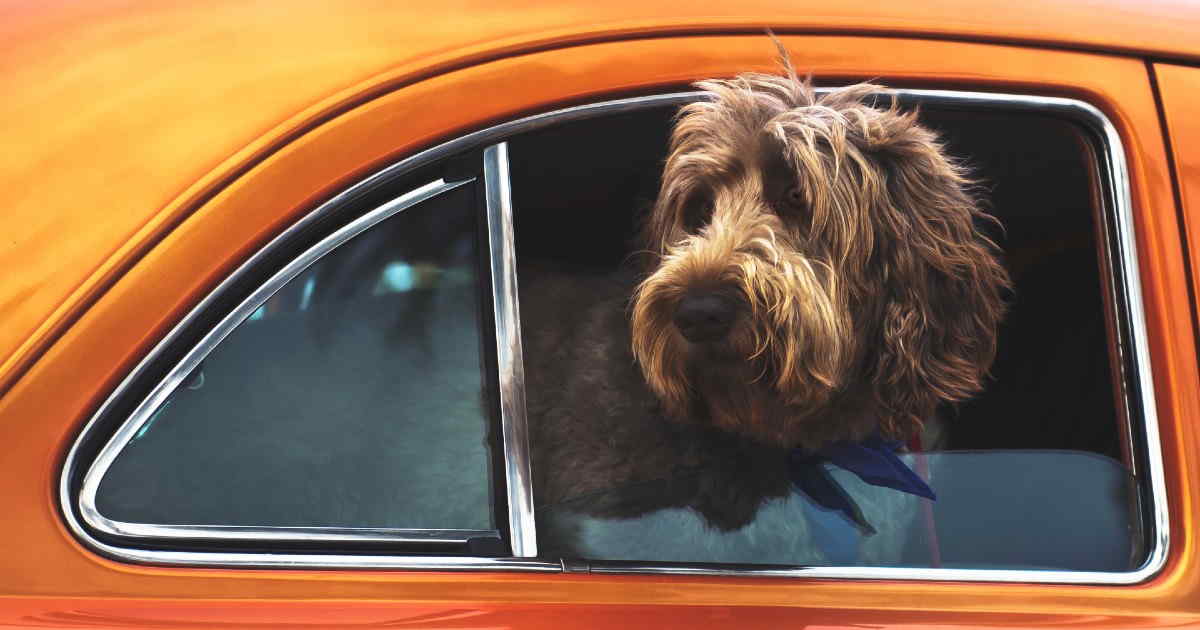 Nyttige tips til hvordan du og hunden din får en trygg og komfortabel biltur. Vi tar også for oss hva vegtrafikkloven sier om sikring av hund i bil