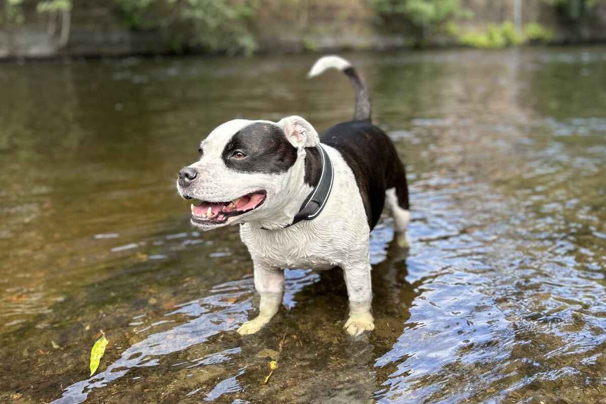 Hvordan unngår du overoppheting av hund?