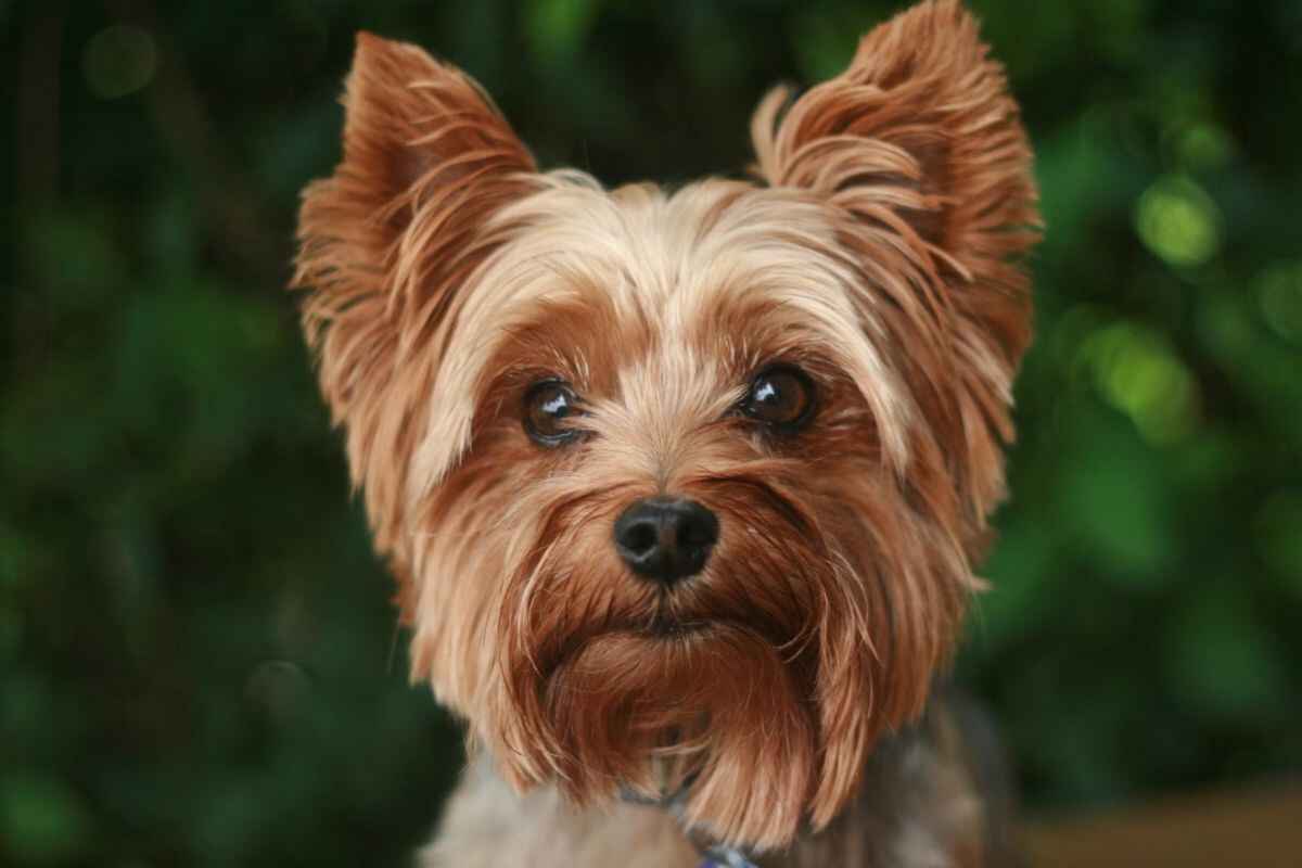 Yorskshire terrier: Er dette en rase for deg?