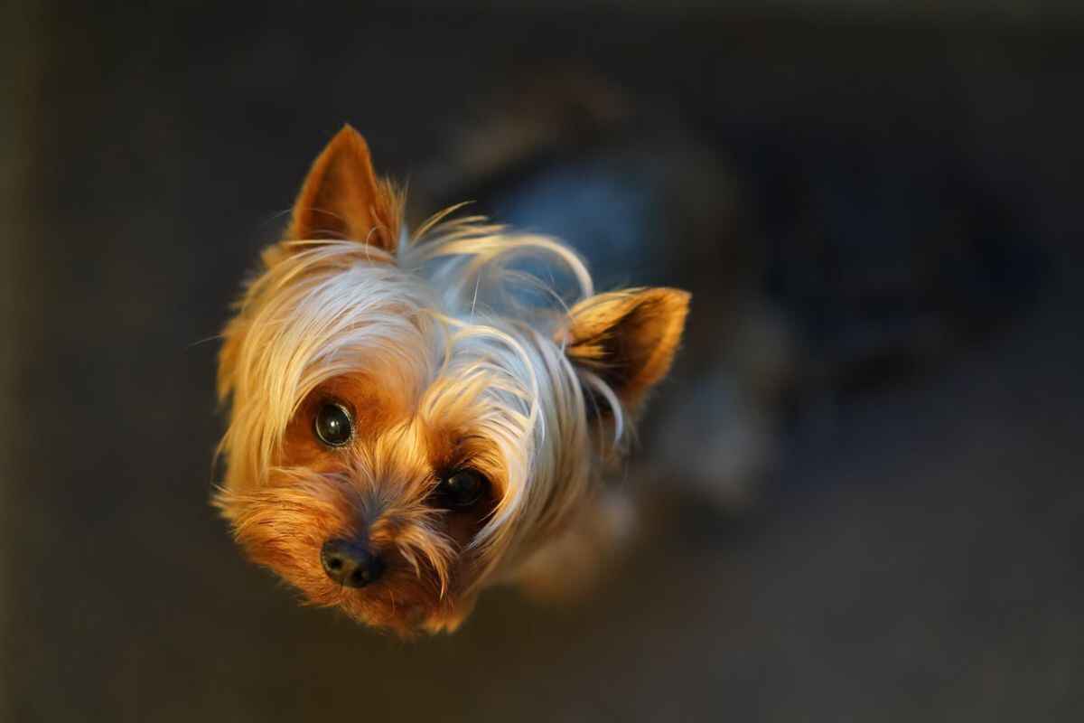 Yorkshire Terrier: Hvorfor har rasen en tendens til å bjeffe mye?