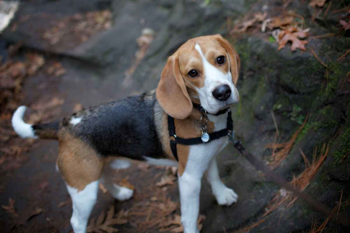 Beagle: Er dette en sunn hunderase?