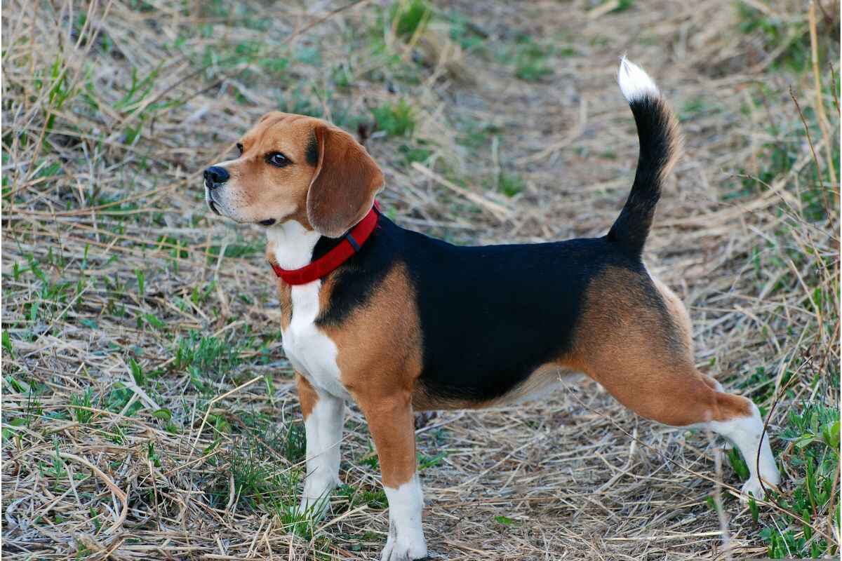 Beagle: Ting å vite før du skaffer deg rasen