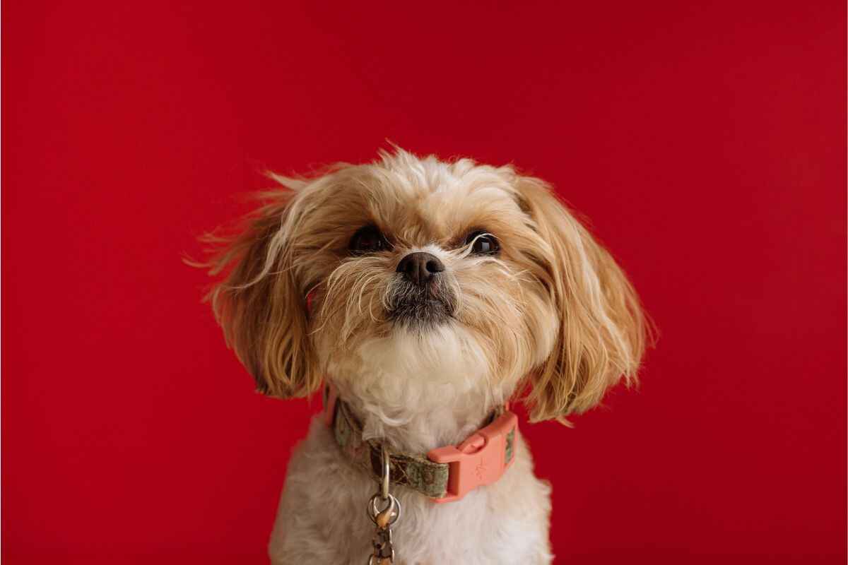 Shih Tzu og pelsstell: Slik holder du pelsen sunn og flokefri