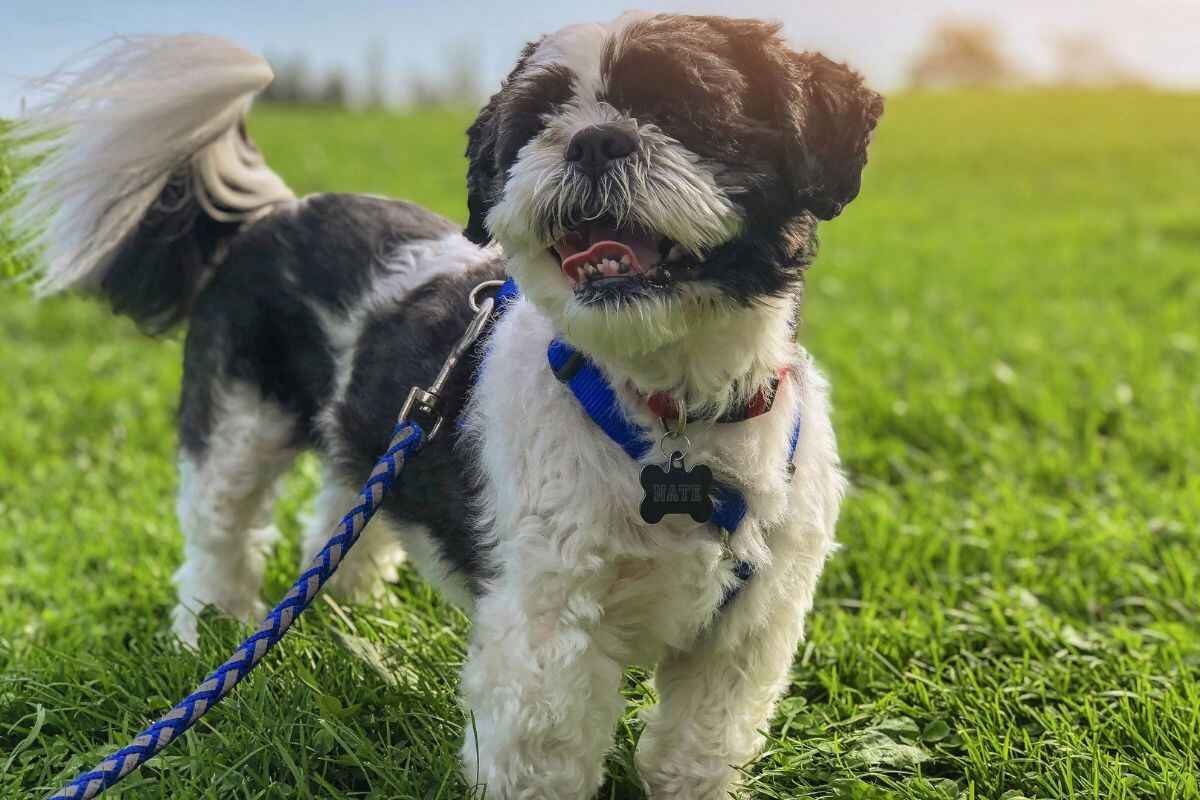 Shih Tzu: Helse, utfordringer og forebygging