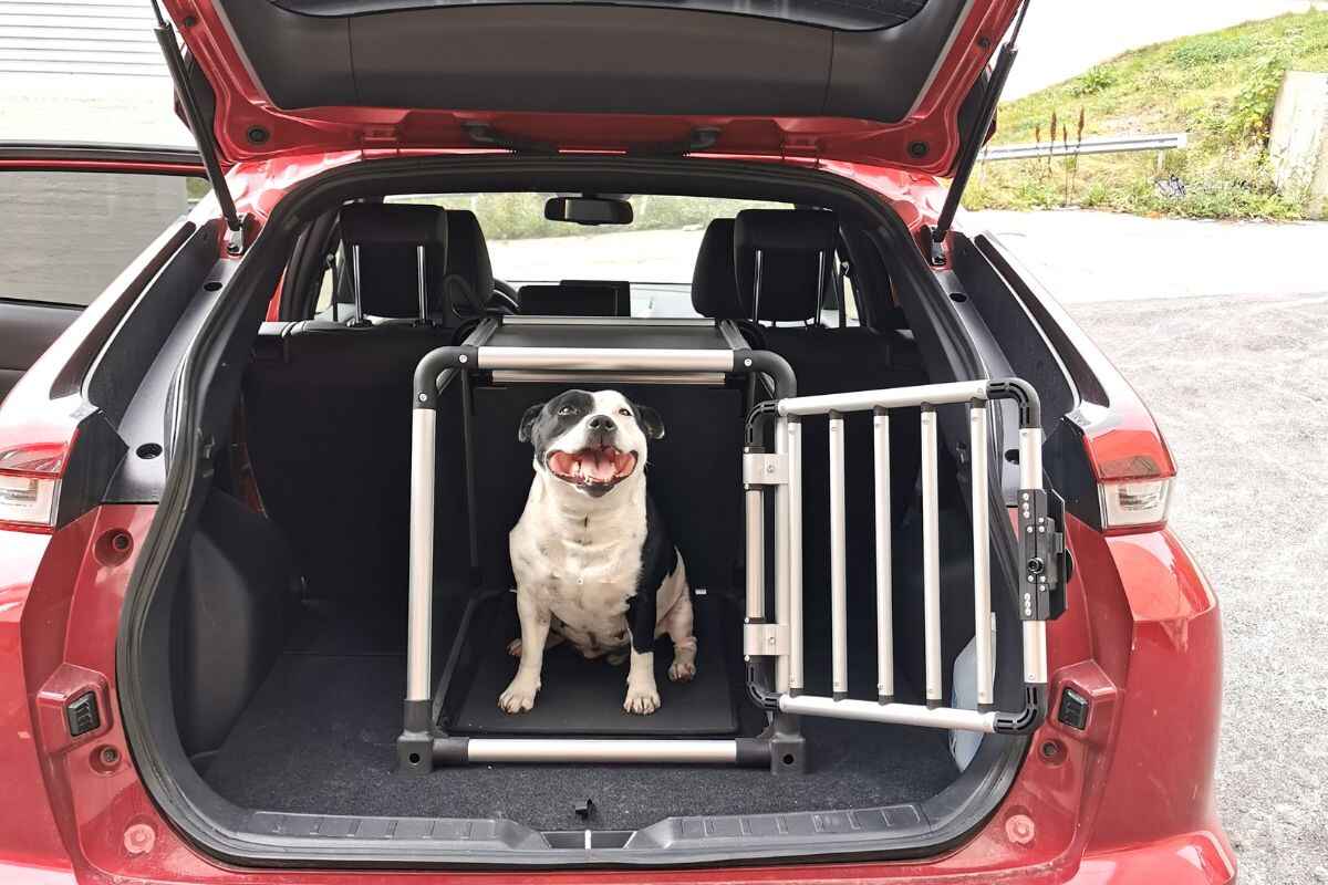 Bilbur til hund: Slik plasseres det