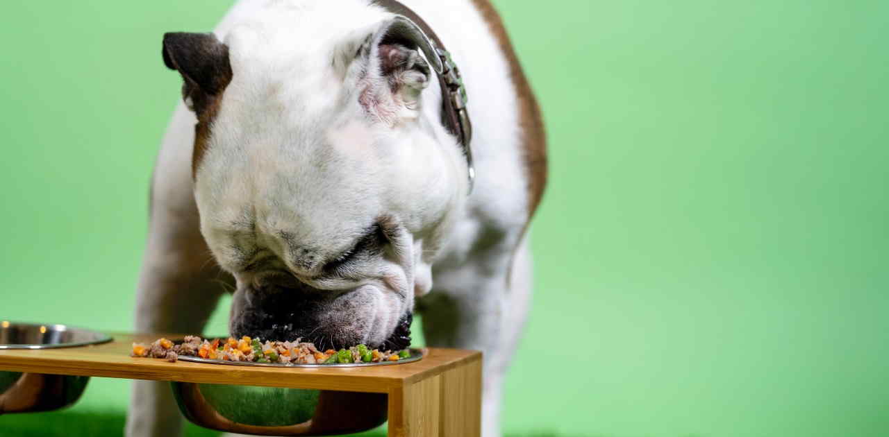 Hund som spiser fra skål