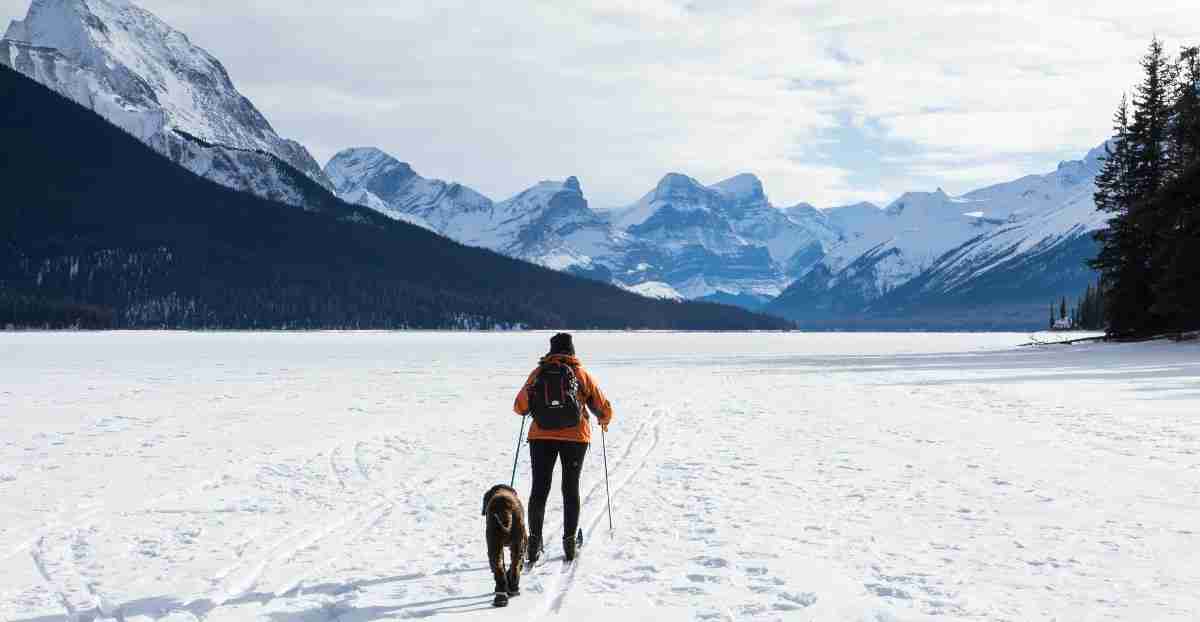 hund på skitur, Utstyrstips til deg som skal på skitur med hund 2022, hund, ski, langrenn, tur, hundebånd, potesokker, potefett, hundedekken